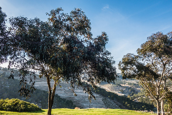 Eucalyptus Trees with East Jerusalem Hills in Background 23011-6