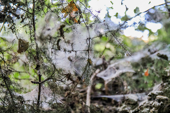 Cobwebs Along Snir Riverside 6