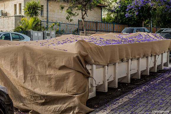 Jacaranda Tree Sprinkles Leaves on Industrial Waste Bier As Last