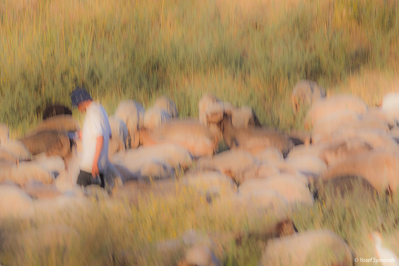 Shepherd and Sheep Grazing 230518-1