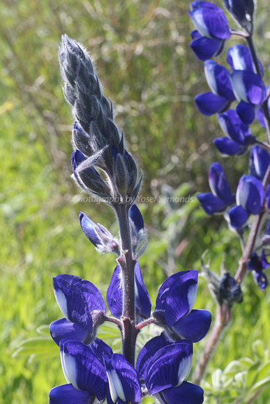 Lupin Closeup