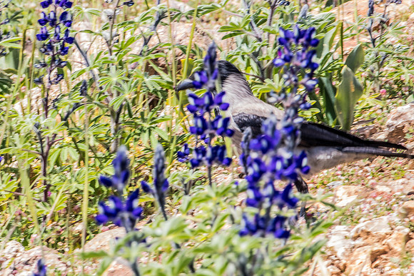 Crow Hiding Amongst the Lupins 220328-4