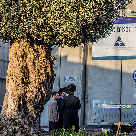 The Olive Tree 221107-11
