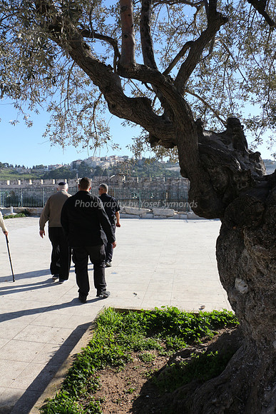 Olive Tree in Southern Area