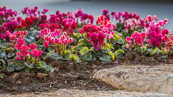 Cyclamens Outside Rachel's Tomb 221220-1