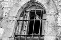 Bird at Window - West Side 221107-3