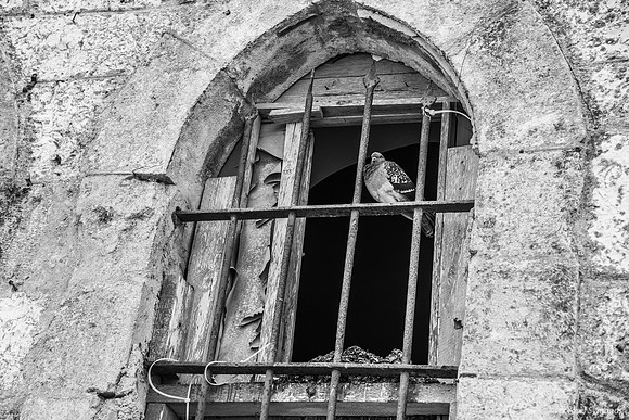 Bird at Window - West Side 221107-3