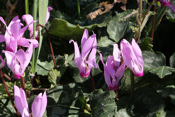 Cyclamen 2