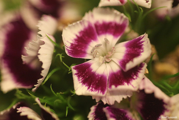 Purple and White Flowers