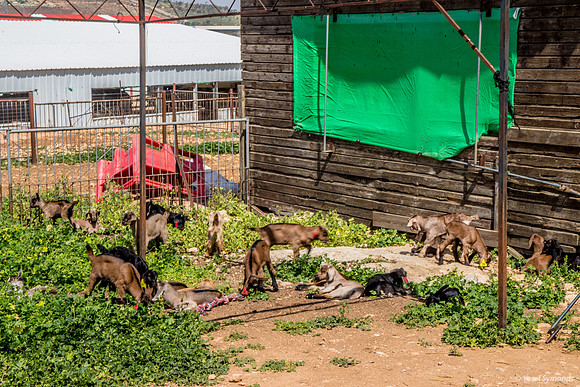 Goat Kindergarten 2