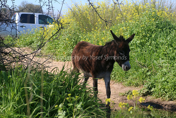 Donkey Hiker 1