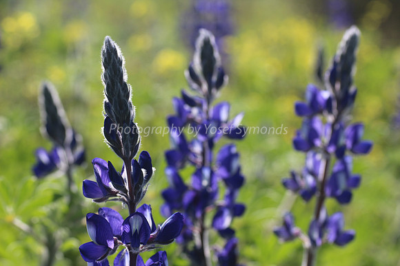 Lupin Tops