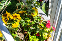 Fstive Flowers 260927-1