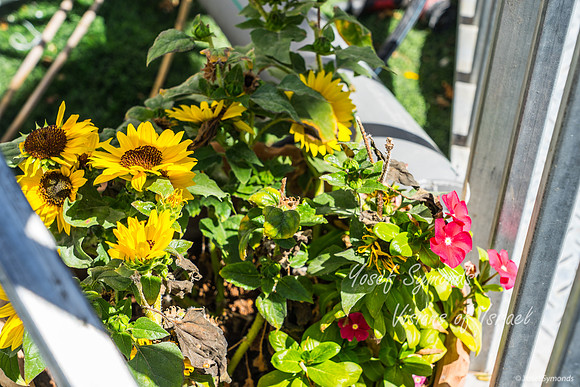 Fstive Flowers 260927-1