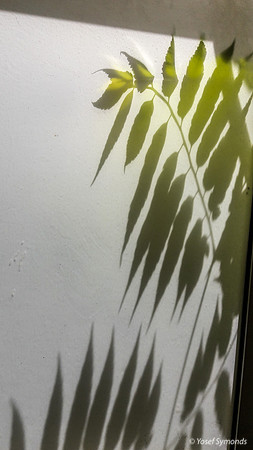Green Leaves Against Window 170712-7
