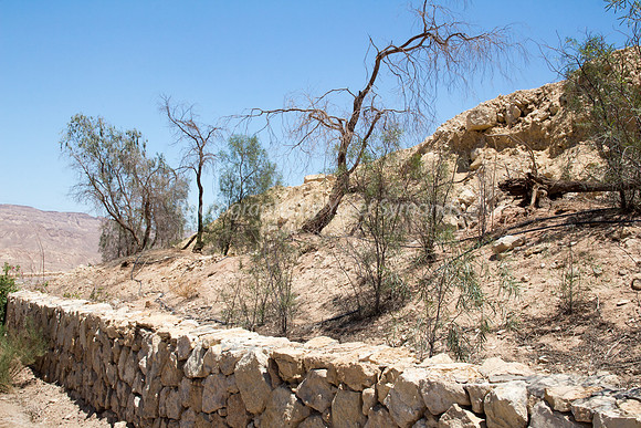 Trees on Slopes of Grofit 1
