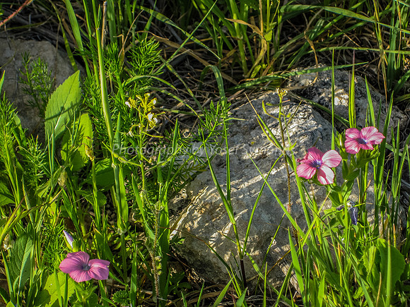 Flowers in Yarmut  Field 2014-1