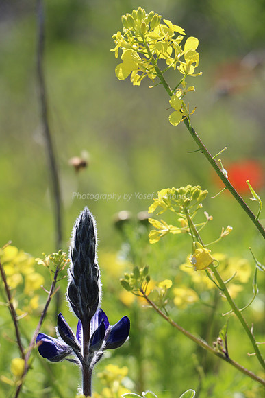 Lupin Stands Out