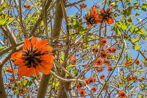 Coral Tree 180316-6
