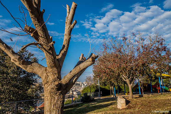 Post Dawn Tree Stump 181105-1