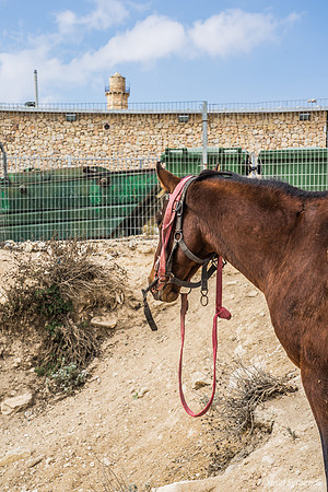Horse Roaming Outside 221107-2