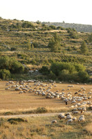 SheepFieldsRBS_9251