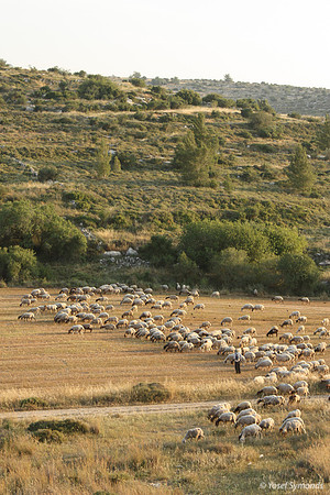 SheepFieldsRBS_9251