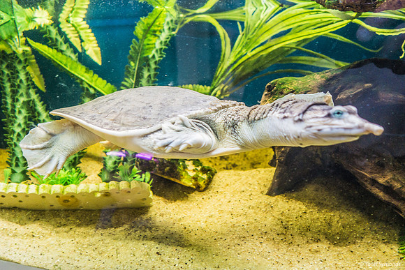 Softshell Turtle 220811-1