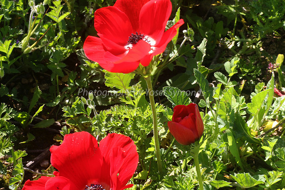 Anemones 4