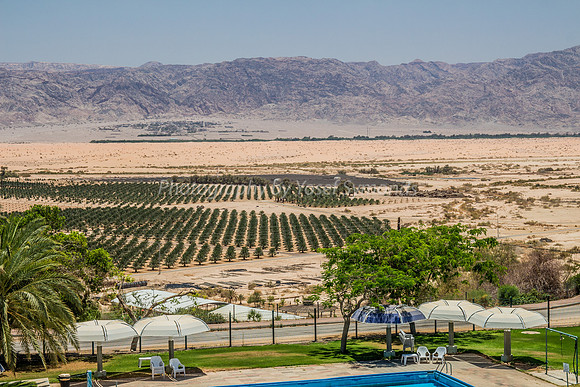Swimming Pool, Date Palms and Hills of Jordan 3