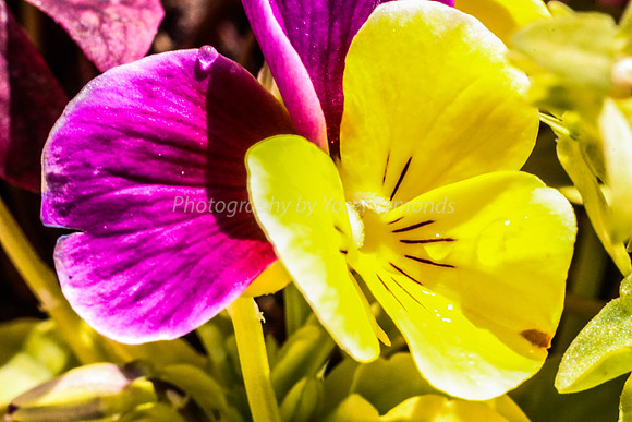 Pansy 170416-2