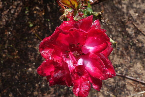 Rose - RBSA 1