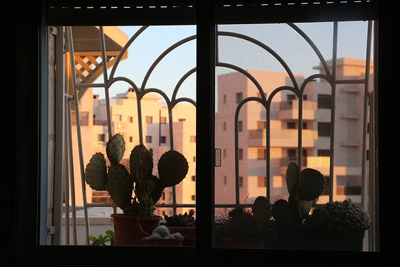 Suburban Cactus at Sunset 1