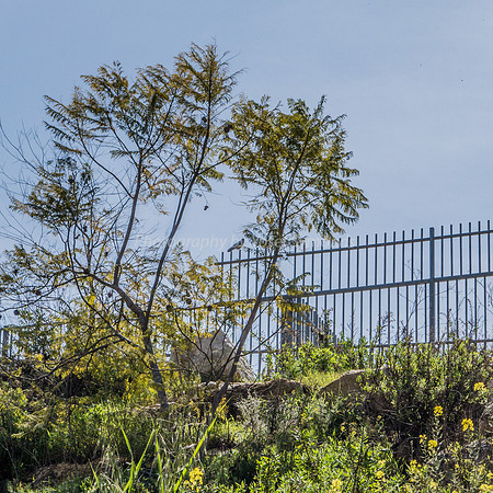 Jacaranda at Fence 160308