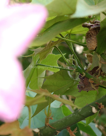 Depth Of Field-Leaves 2