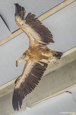 Trapped Inside Under the Claws of an Eagle 220811-1