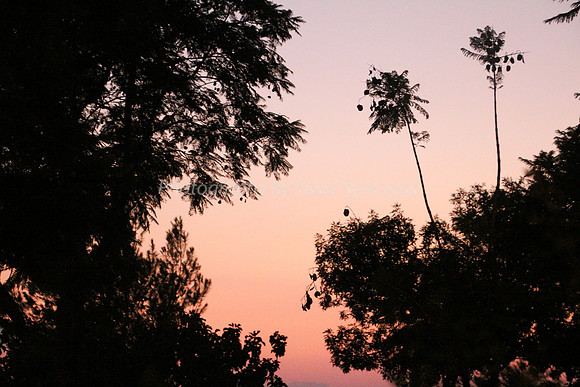 Through the Branches 2
