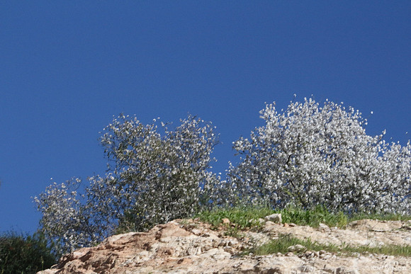 Almond Blossoms Highway #1 1