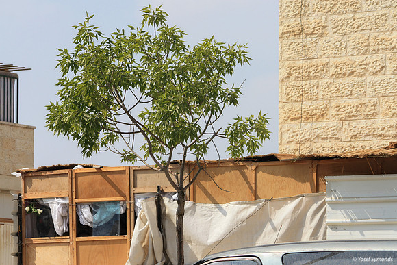 Filling in Suburban Gap Sukkah