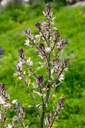 Asphodel 180208-1