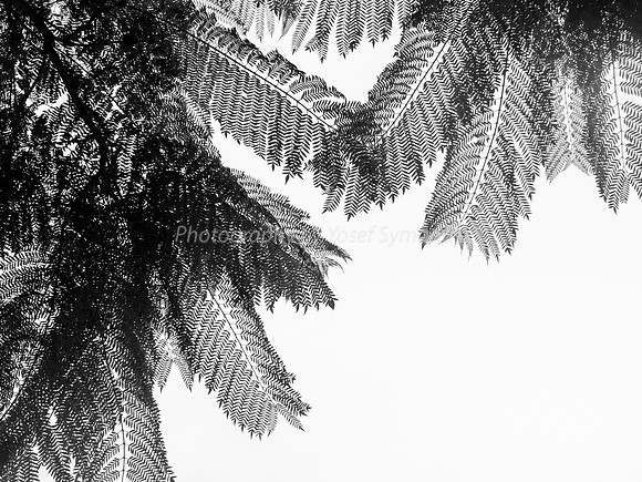 Feather Leaves and Pods Close Up 5