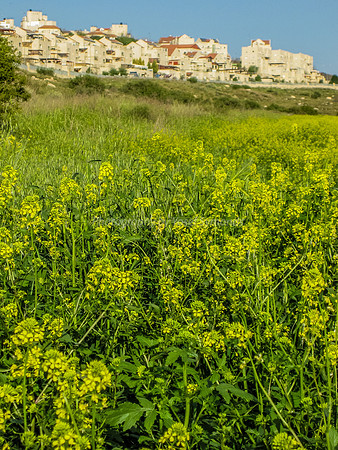 Yellow Flowers in Yarmut Valley 2014-4