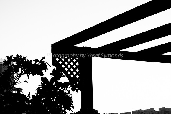 Pergola and Tree 181218-2