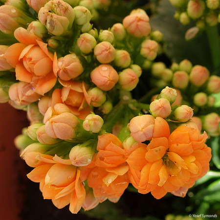 Yellow Begonia?