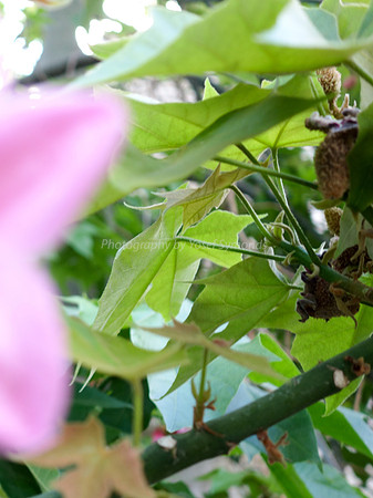 Depth Of Field-Leaves 1
