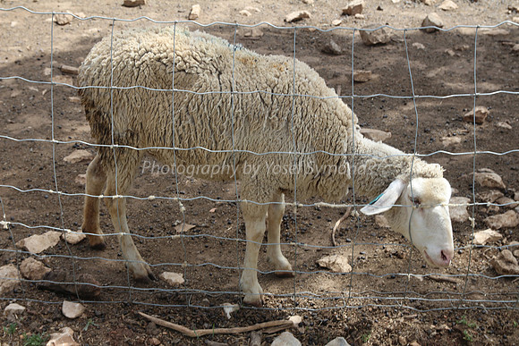 Sheep 1