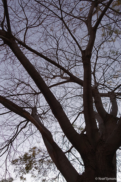 Jacaranda in Winter - Skeleton