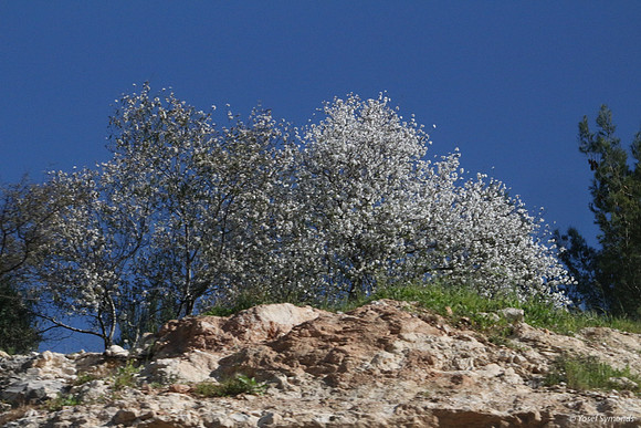 Almond Blossoms Highway #1 2