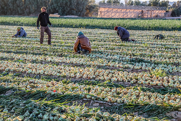 151206-OnionFarming_Eilat-9999_5-2