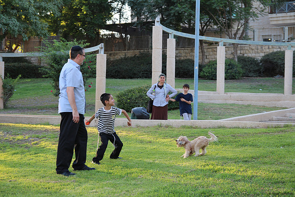 Dog Workout